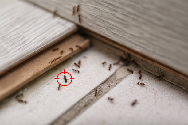 Best Best Pest Control Companies  in Wollochet, WA