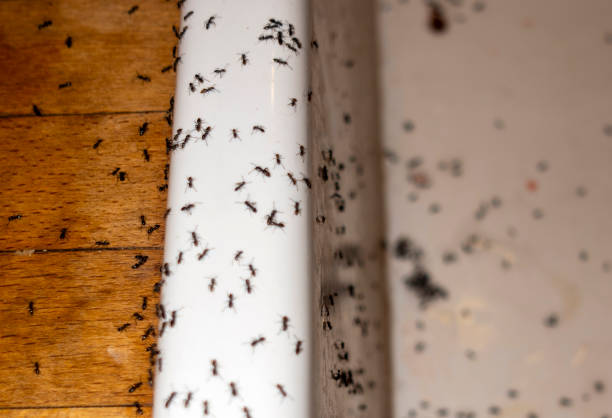Trusted Wollochet, WA Pest Control Experts